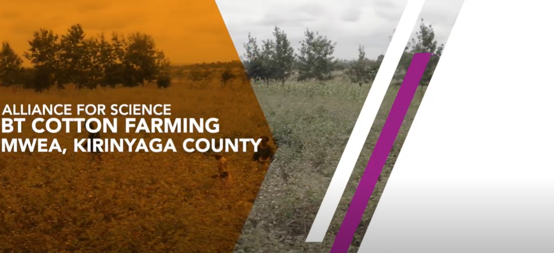 Bt Cotton Story in Mwea
